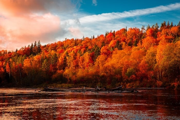 an image of trees by a river with a lightroom preset applied 