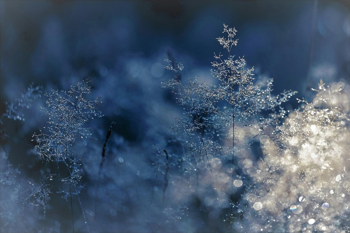Frost on branches, with a bokeh background. 